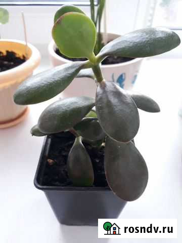 Толстянка (денежное дерево) Мурманск - изображение 1