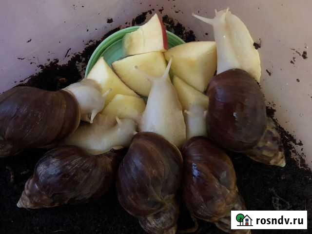 Улитки ахатины ретикулята Абинск - изображение 1