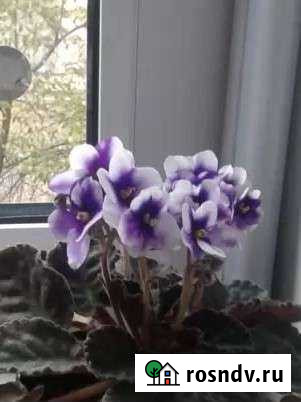 Фиалки Мичуринск - изображение 1