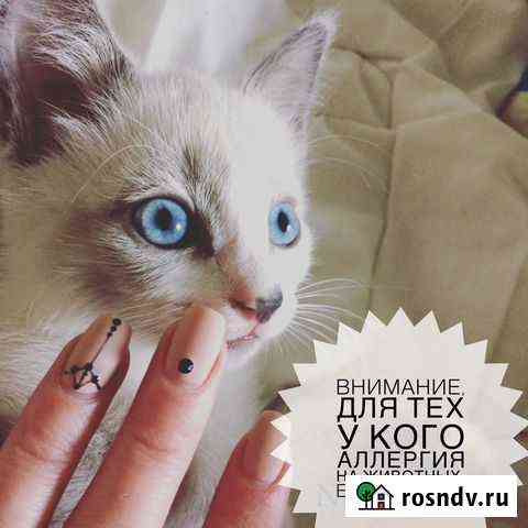 Кошка на вязку Санкт-Петербург
