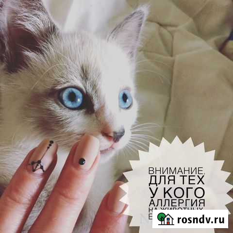 Кошка на вязку Санкт-Петербург - изображение 1