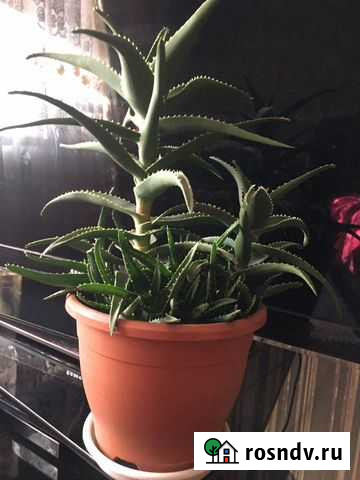 Алоэ 5 шт есть Тюмень - изображение 1