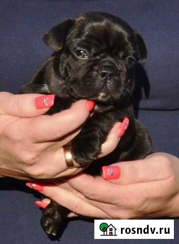 Черного окраса Москва - изображение 1