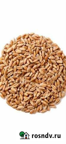Пшеница кукуруза Холмская - изображение 1