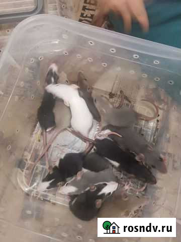 Крыски, в добрые руки Новопокровская - изображение 1