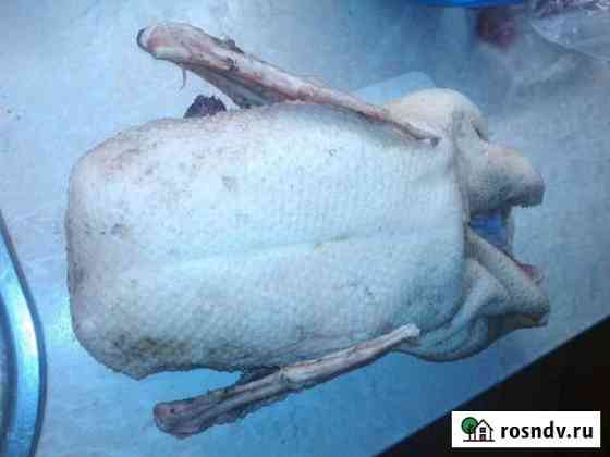 Продаю мясо молодых гусей Ворсма