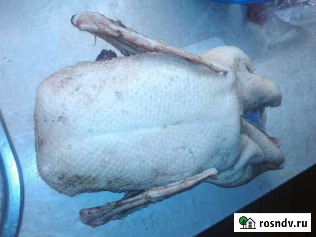 Продаю мясо молодых гусей Ворсма - изображение 1
