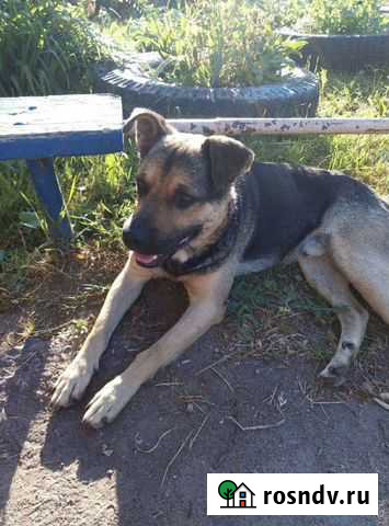 Собака Кириши - изображение 1