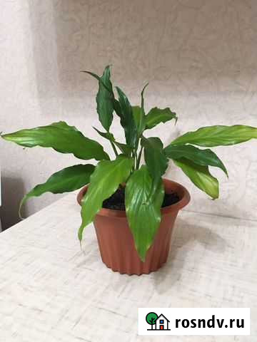 Спатифиллум Комсомольск-на-Амуре - изображение 1