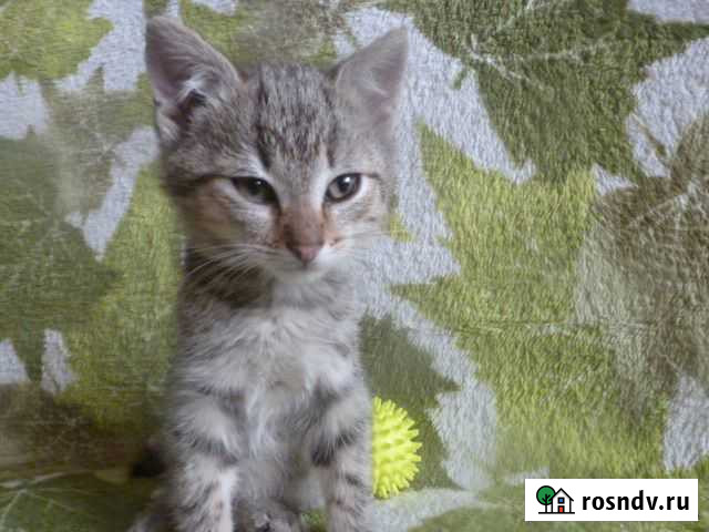 Котёнок мальчик Старый Оскол - изображение 1