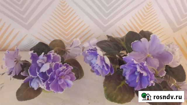 Фиалка Череповец - изображение 1