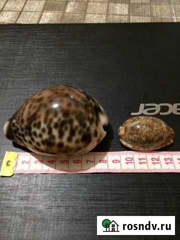 Продаю Ракушки морские Таганрог - изображение 1