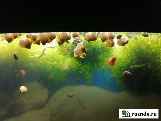 Улитки жёлтые ампулярии Пушкино - изображение 1