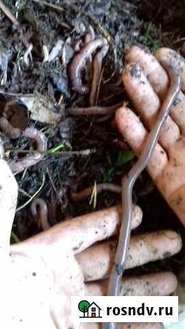 Черви Выползки Калуга - изображение 1
