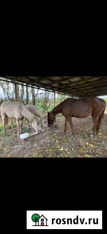 Лошади кабыла Автуры - изображение 1