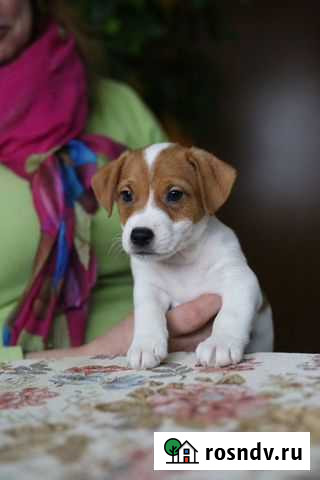 Джек рассел терьер Москва - изображение 1