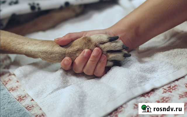 Усыпление животных и кремация без боли Санкт-Петербург - изображение 1