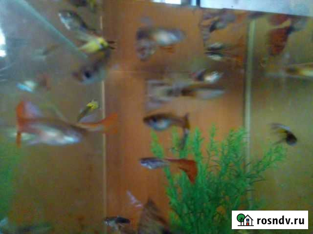Гуппи Нижние Серги - изображение 1