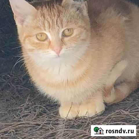 Кошки в добрые руки Тамбов - изображение 1