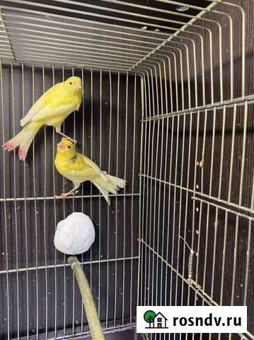 Молодые кенара Пушкино - изображение 1