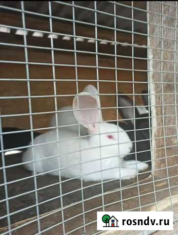 Кролик Дмитров - изображение 1