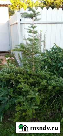 Пихта корейская (2 метра) Смоленск - изображение 1