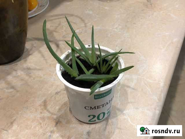 Алоэ лекарственное, столетник Железнодорожный - изображение 1