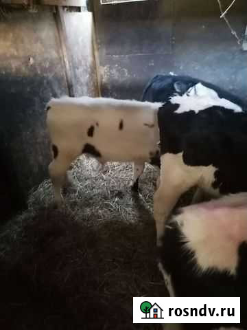 Быки и телки Старое Дрожжаное - изображение 1