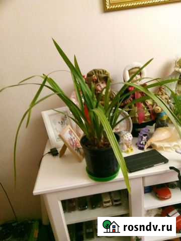 Дендробиум Люберцы - изображение 1