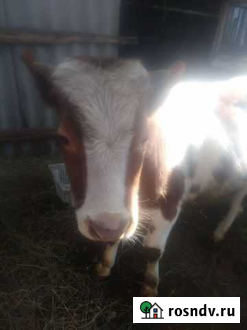 Бычок Биробиджан - изображение 1