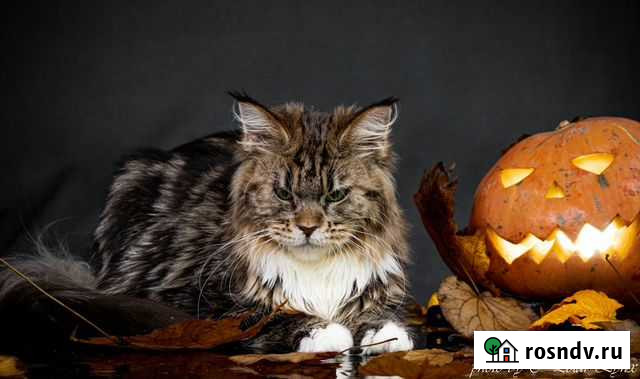 Кунокони Мурманск - изображение 1