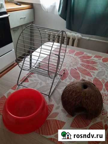 Для хомяка Дзержинск - изображение 1