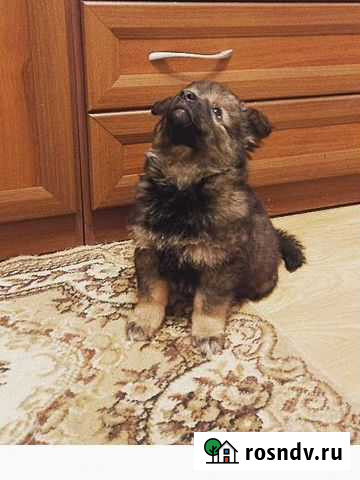 Собака Волгоград - изображение 1