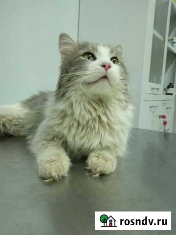 Кот Срочно ищет дом Бор - изображение 1