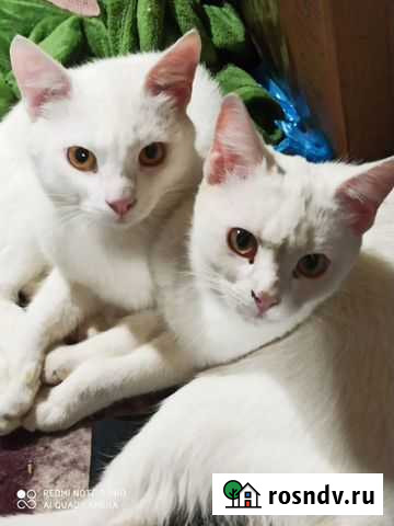 Котенок турецкий ван Москва - изображение 1