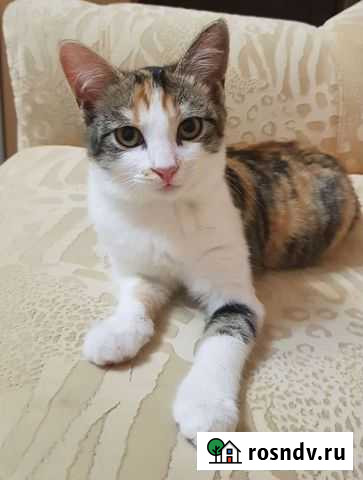 Подобранная с улицы малышка Каменск-Шахтинский - изображение 1