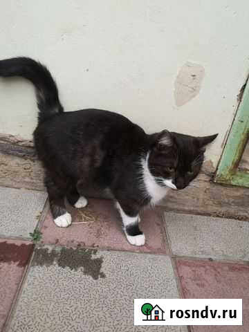 Котята в добрые руки мальчики Астрахань - изображение 1