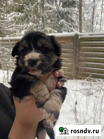 Щенок в добрые руки бесплатно Алексин - изображение 1