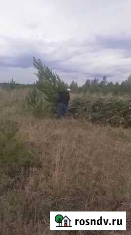 Ель Опт Омск - изображение 1