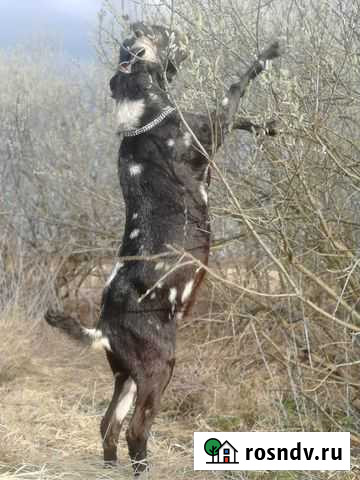 Нубийский козёл Володарского - изображение 1