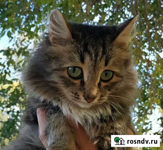 Пушинка Котово - изображение 1