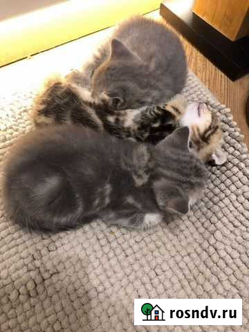 Продам котят Санкт-Петербург - изображение 1