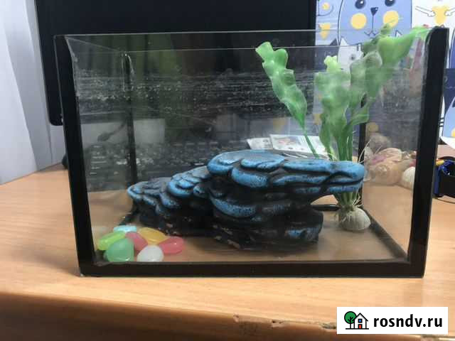 Аквариум Волжск - изображение 1