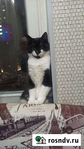 Кошки в добрые руки бесплатно Москва - изображение 1