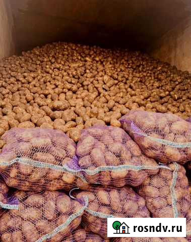 Картофель Елец - изображение 1