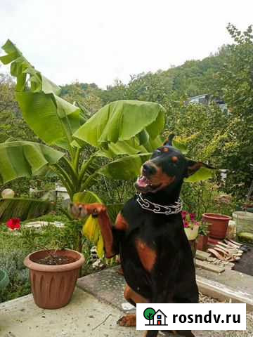 Щенки добермана бронь Сочи - изображение 1