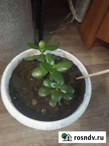 Толстянка Подольск - изображение 1