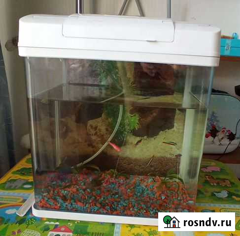 Аквариум с рыбками Чита - изображение 1