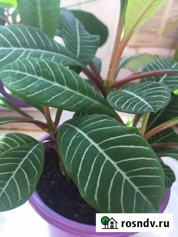 Молочай беложильчатый Тверь - изображение 1