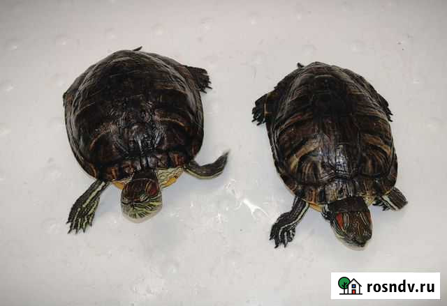 Красноухая черепаха бесплатно Москва - изображение 1
